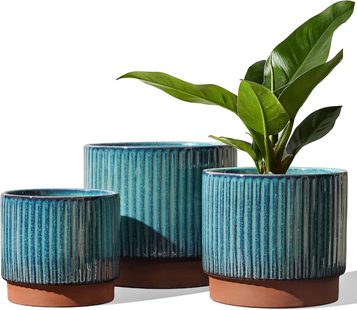 Set of 3 Ceramic Plant Pots wi - Aloe Vera Pot ulasan dan harga