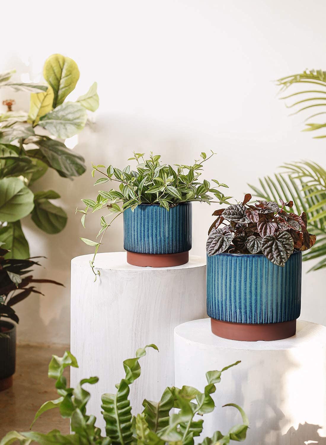 Set of 3 Ceramic Plant Pots wi - Aloe Vera Pot ulasan dan harga