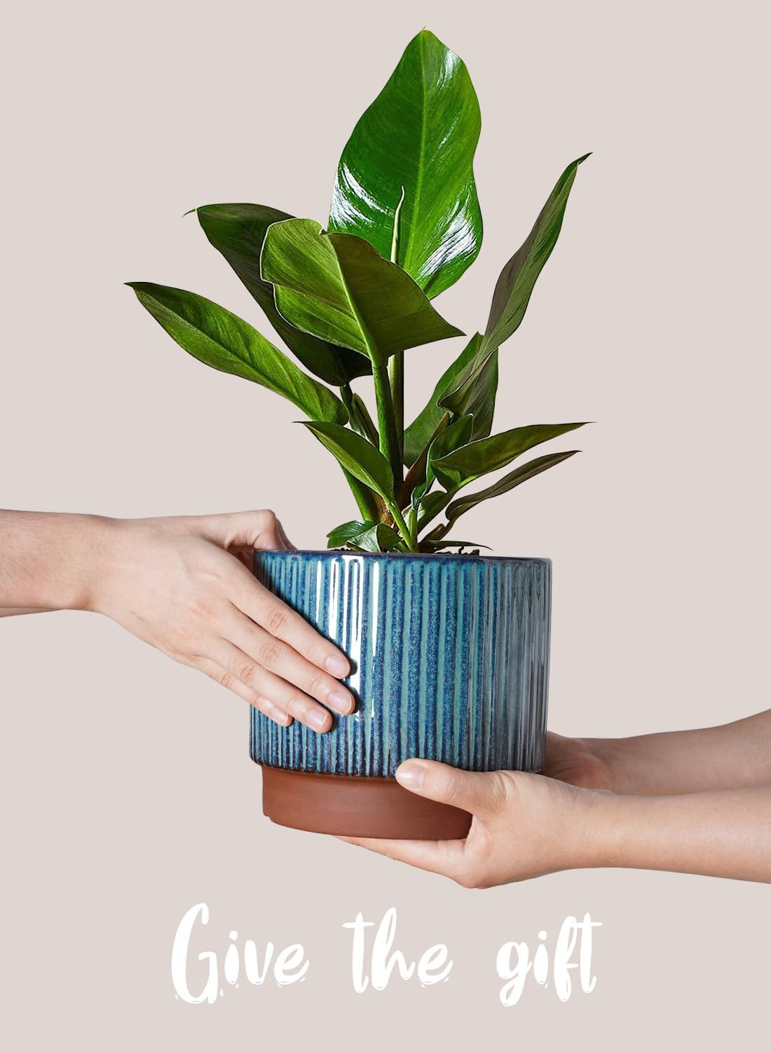 Set of 3 Ceramic Plant Pots wi - Aloe Vera Pot ulasan dan harga