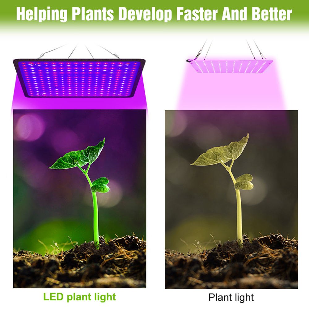 400W LED Grow Light Full Spect - Echeveria Succulent ulasan dan harga