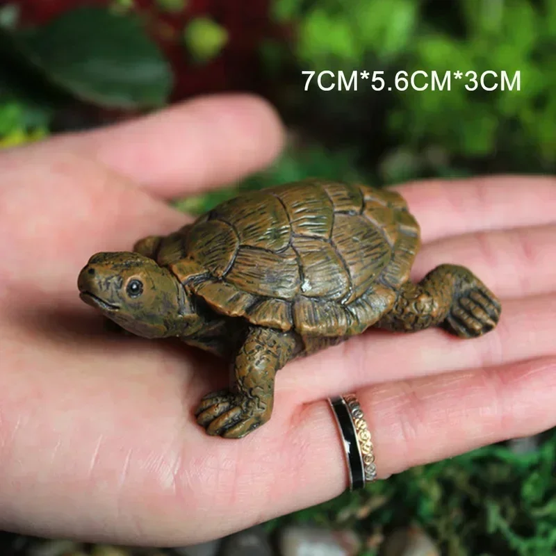 Simulation of Small Turtle Res - Echeveria Succulent ulasan dan harga