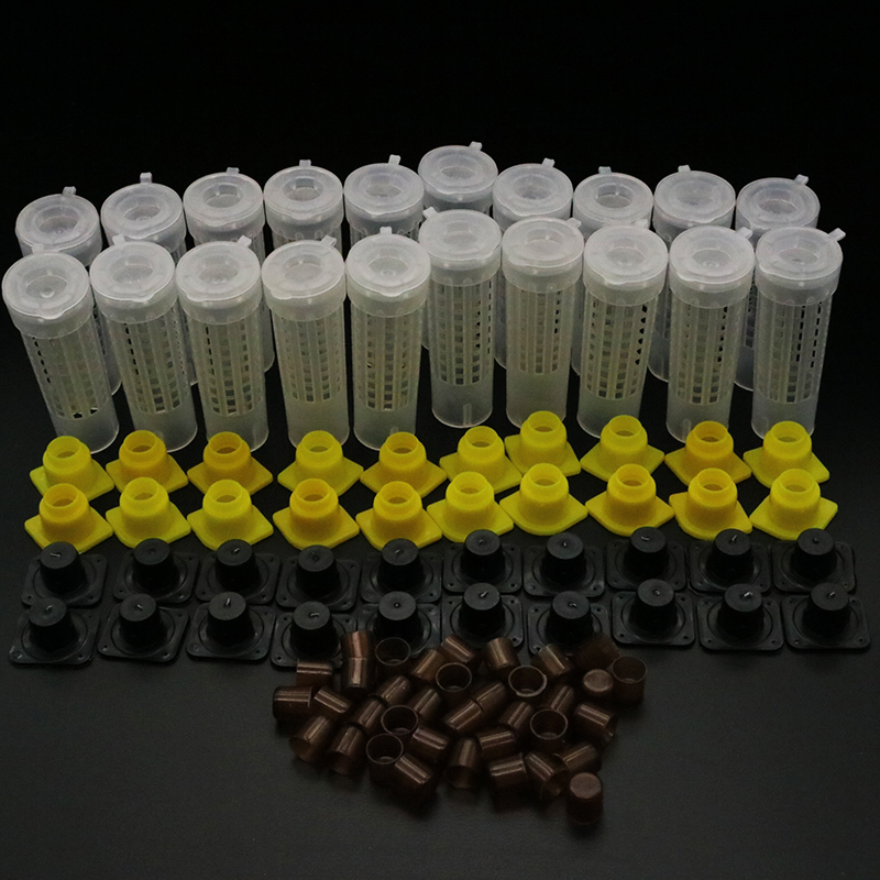 1 Set Bees Tools Cages King Qu - Begonia Rex ulasan dan harga