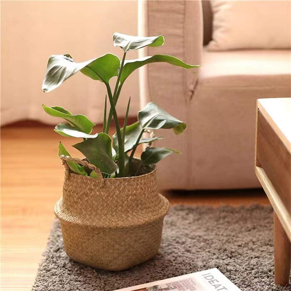 Plant Basket with Handles Wick - Aloe Vera Pot ulasan dan harga