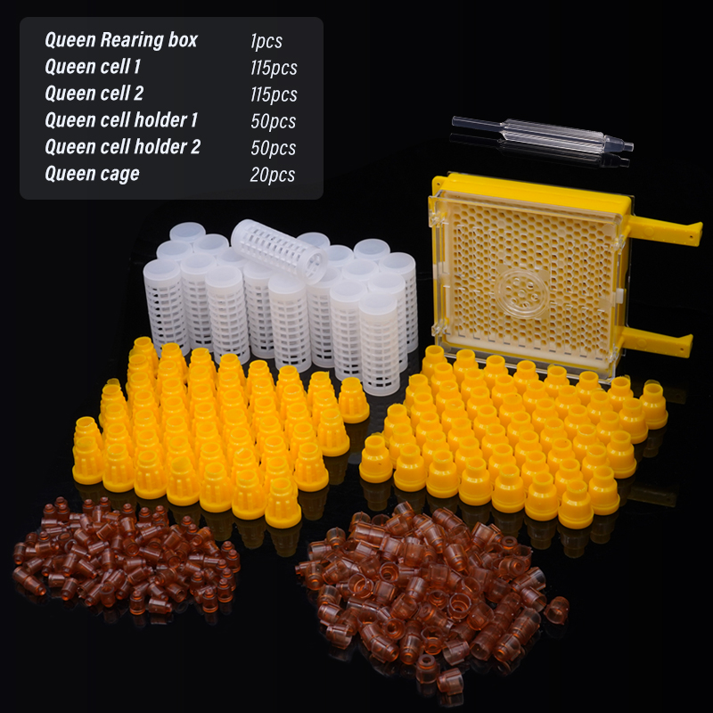 Germany Jenter Queen Rearing K - Begonia Rex ulasan dan harga