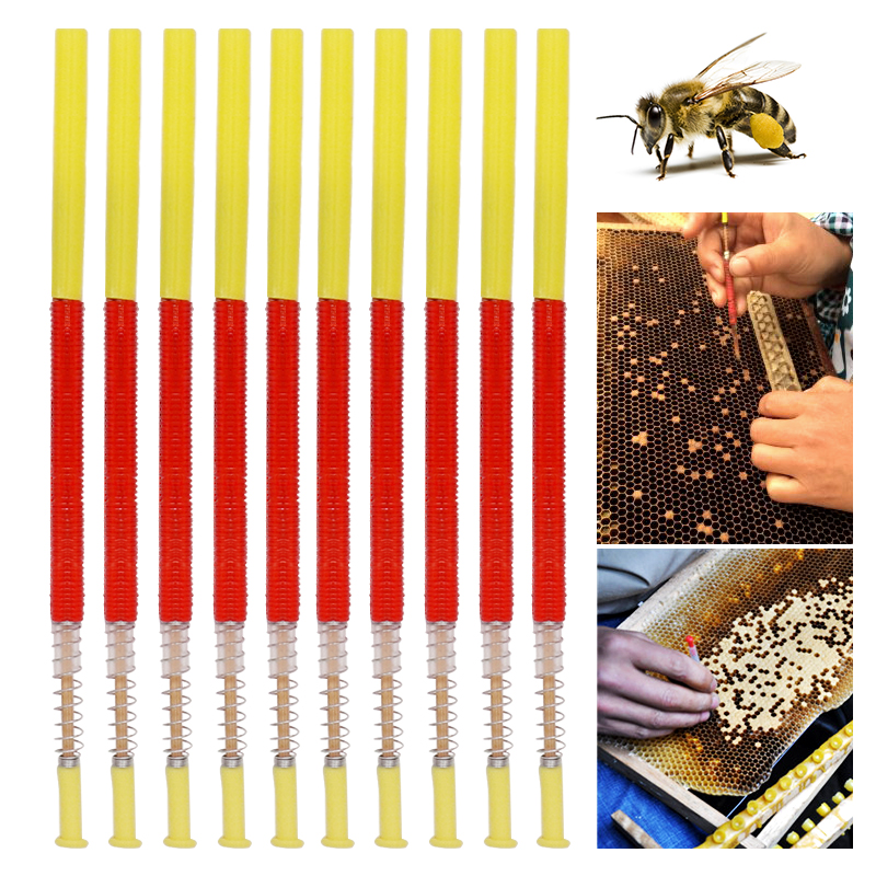 5/10Pcs Beekeeping Grafting To - Begonia Rex ulasan dan harga