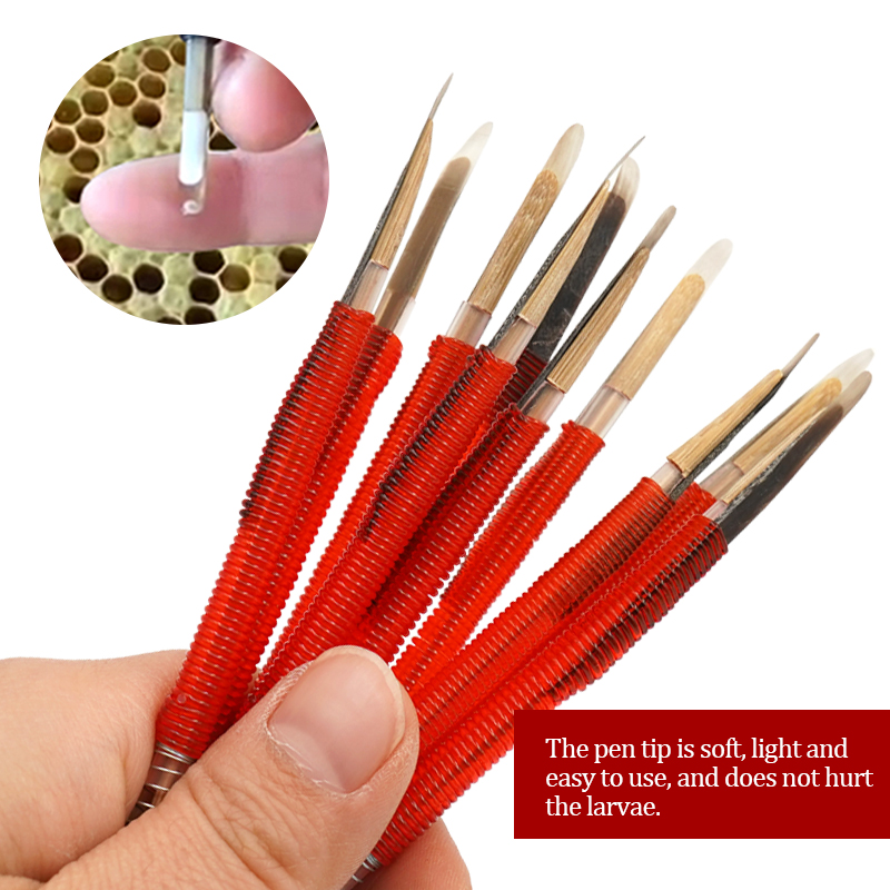 5/10Pcs Beekeeping Grafting To - Begonia Rex ulasan dan harga