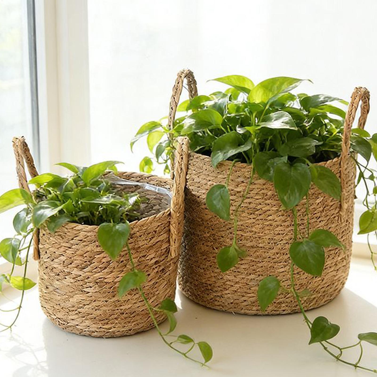Wicker Plant Basket with Handl - Aloe Vera Pot ulasan dan harga